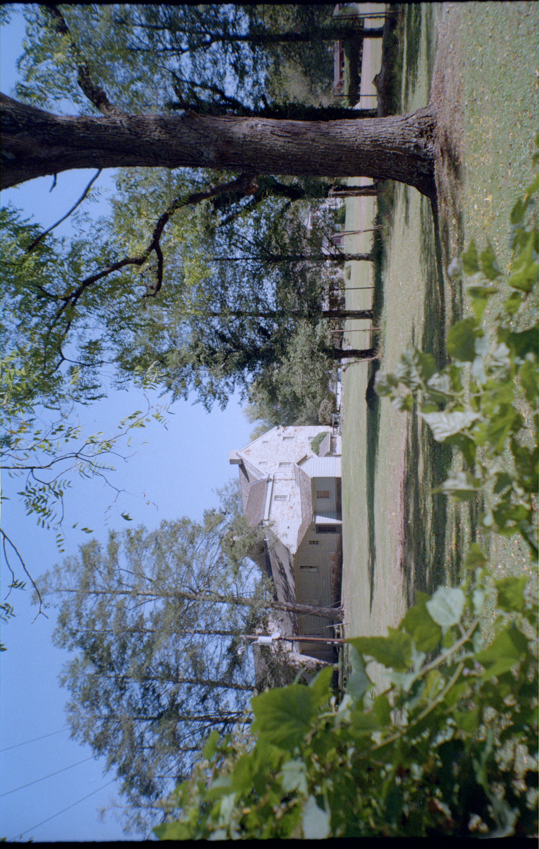 House and trees on film